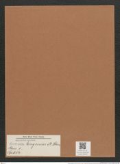 Navicula eugeniae A.Schum. (de-Toni-Nr.: Genus 1, Species 654) Zeichnungen Sammlung Grunow Mappe 00559 (Herbarium_W_Grunow_drawings_Folder_00559)